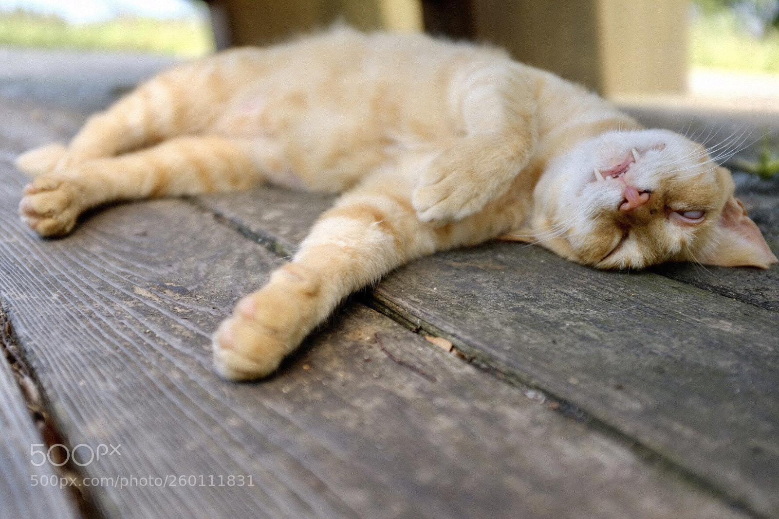 Fujifilm X100F sample photo. 超絶おねむ.... photography