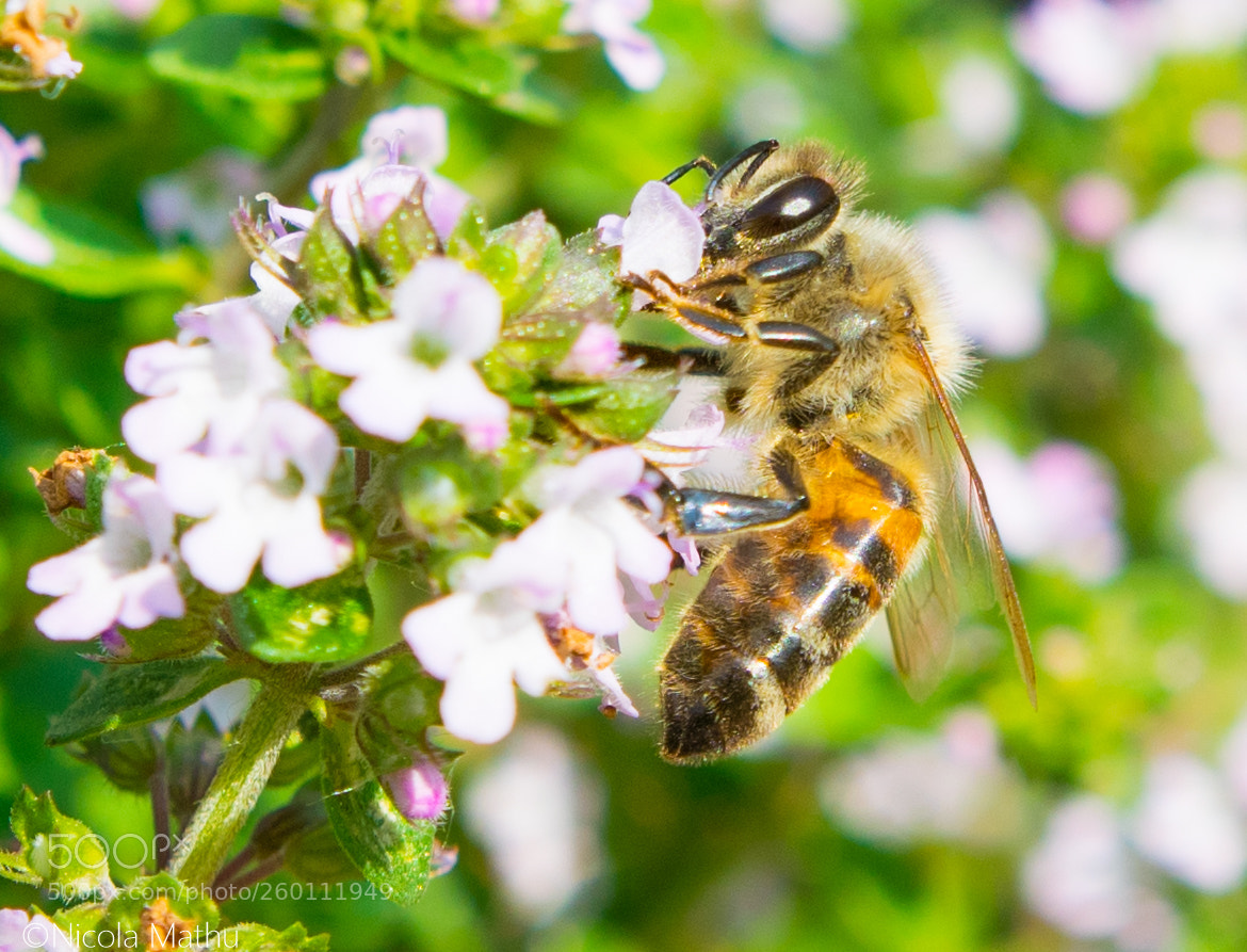 Nikon D5300 sample photo. Honey bee photography