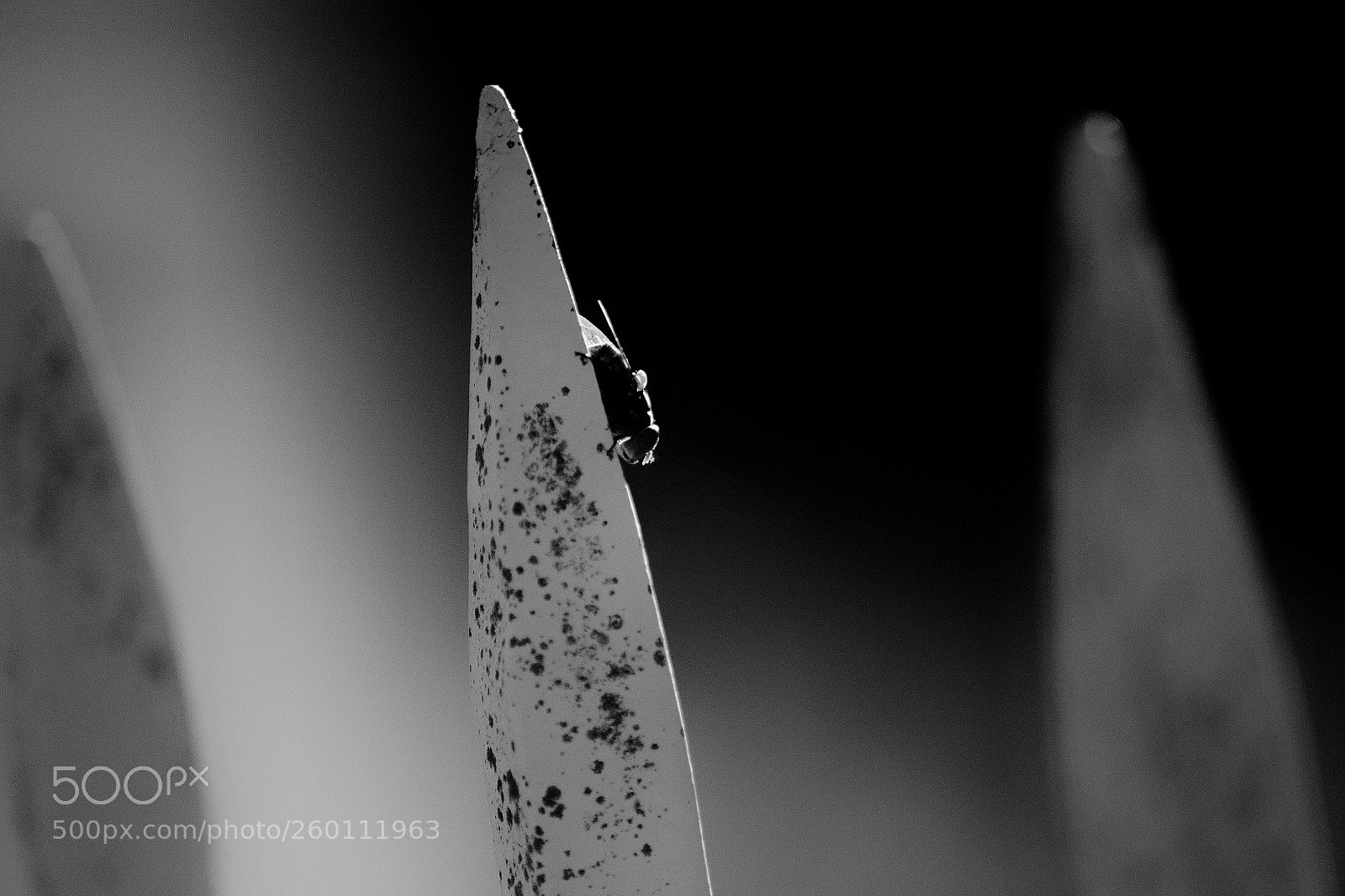 Nikon D3100 sample photo. Untitled photography