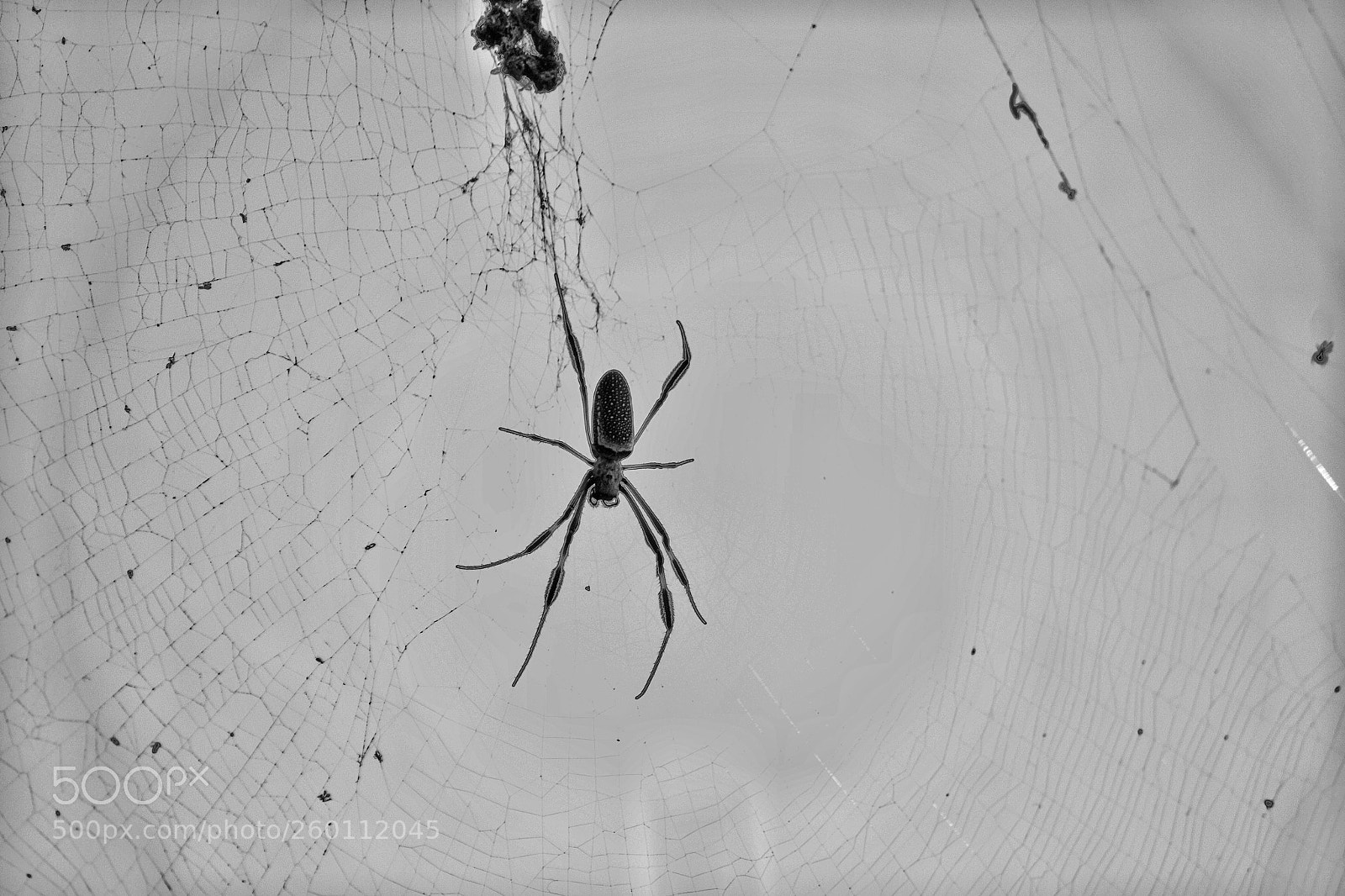 Nikon D3100 sample photo. Untitled photography