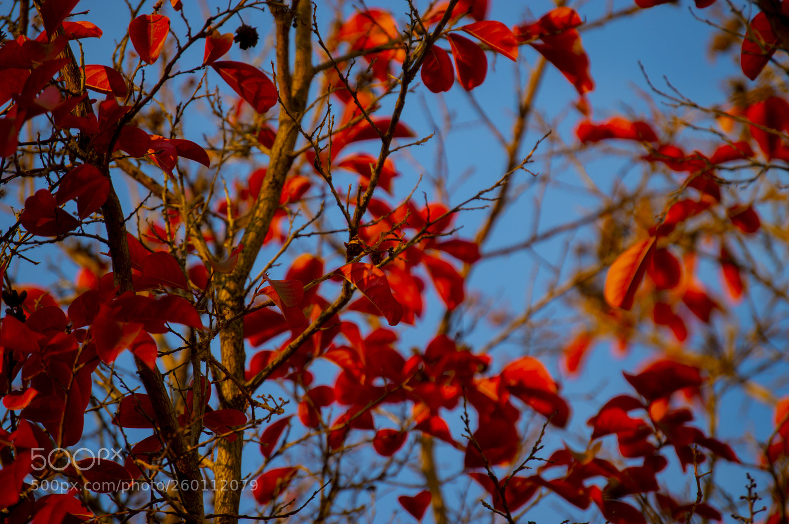 Nikon D3200 sample photo. Iii photography