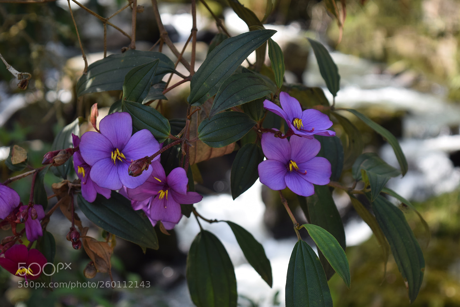 Nikon D3300 sample photo. Flores photography