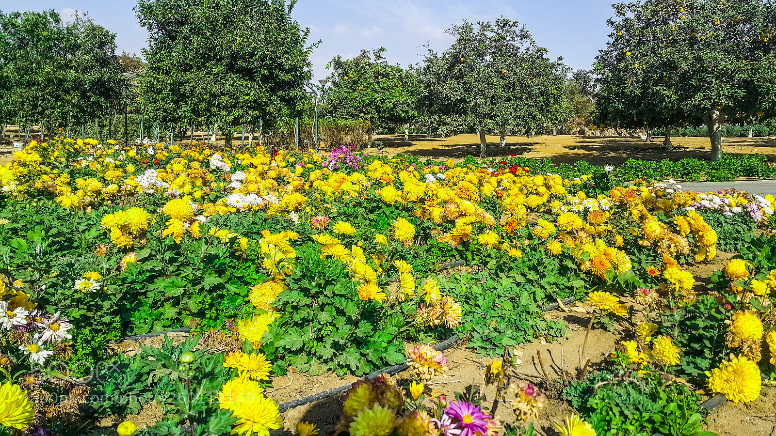 Samsung Galaxy Note4 sample photo. Daisy yellow field photography