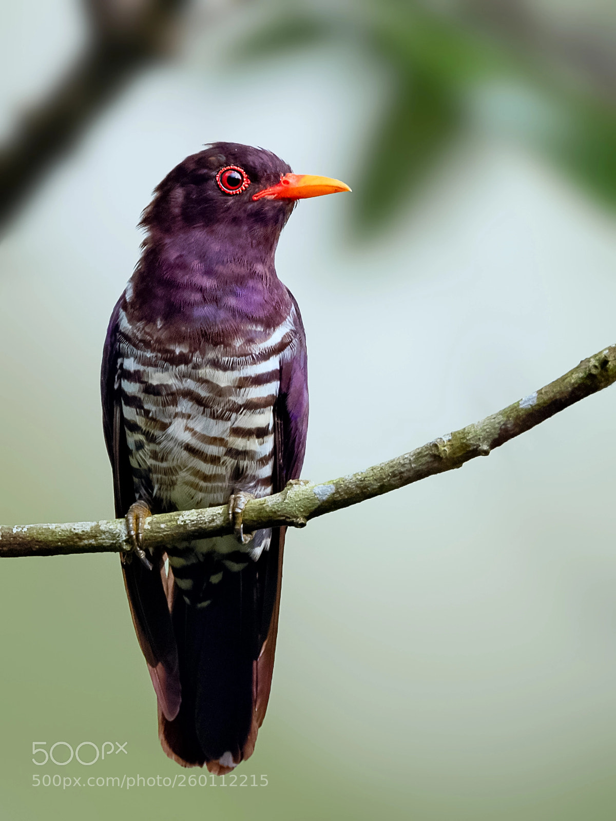 Nikon D850 sample photo. Violet cuckoo @ jeg 2018 photography