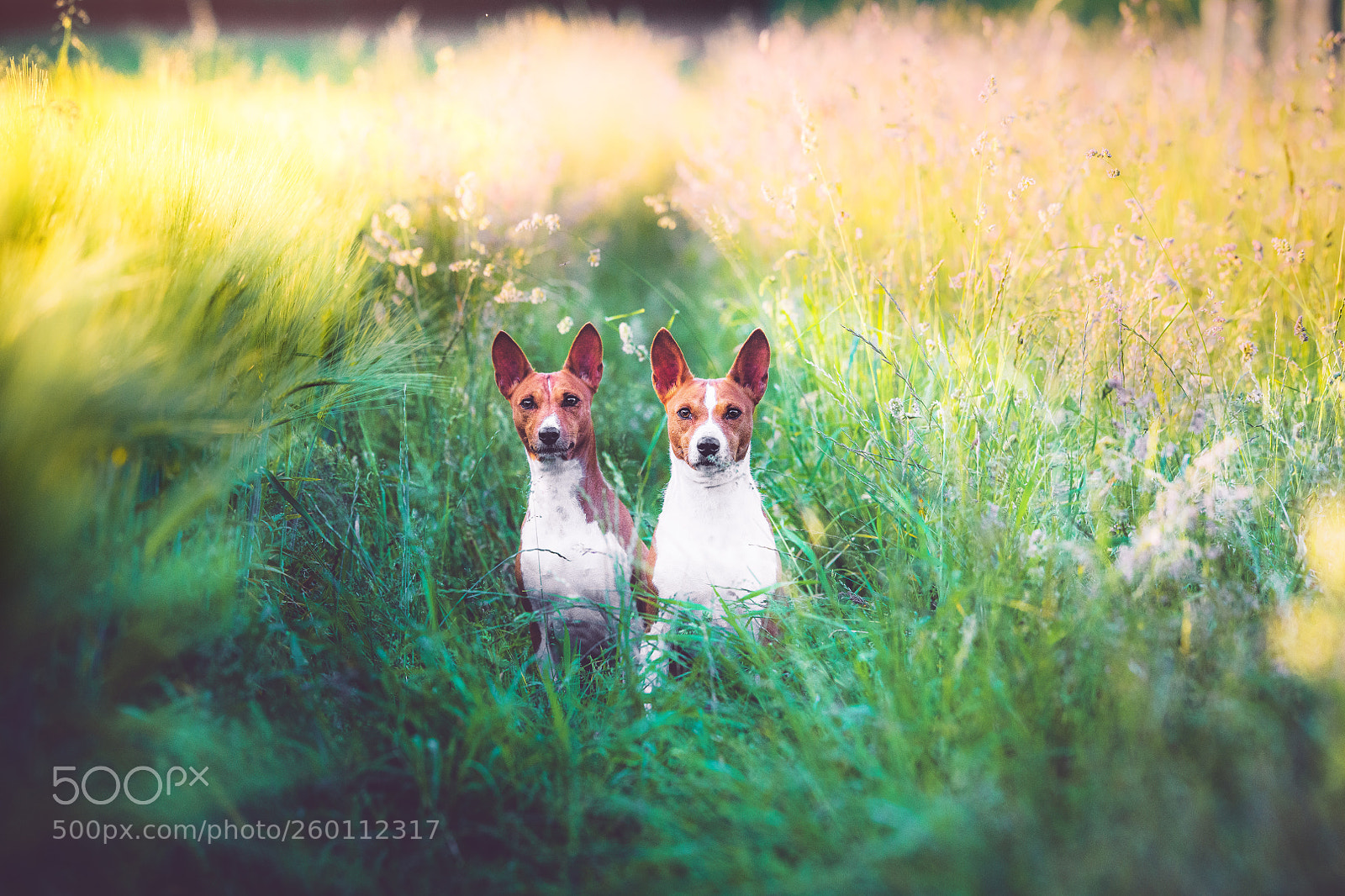 Nikon D850 sample photo. Bem und asali ll photography