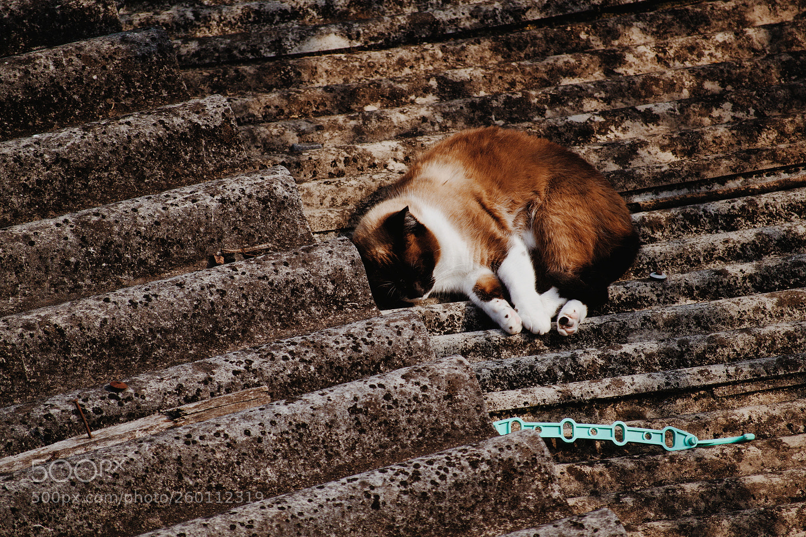Nikon D3100 sample photo. Untitled photography