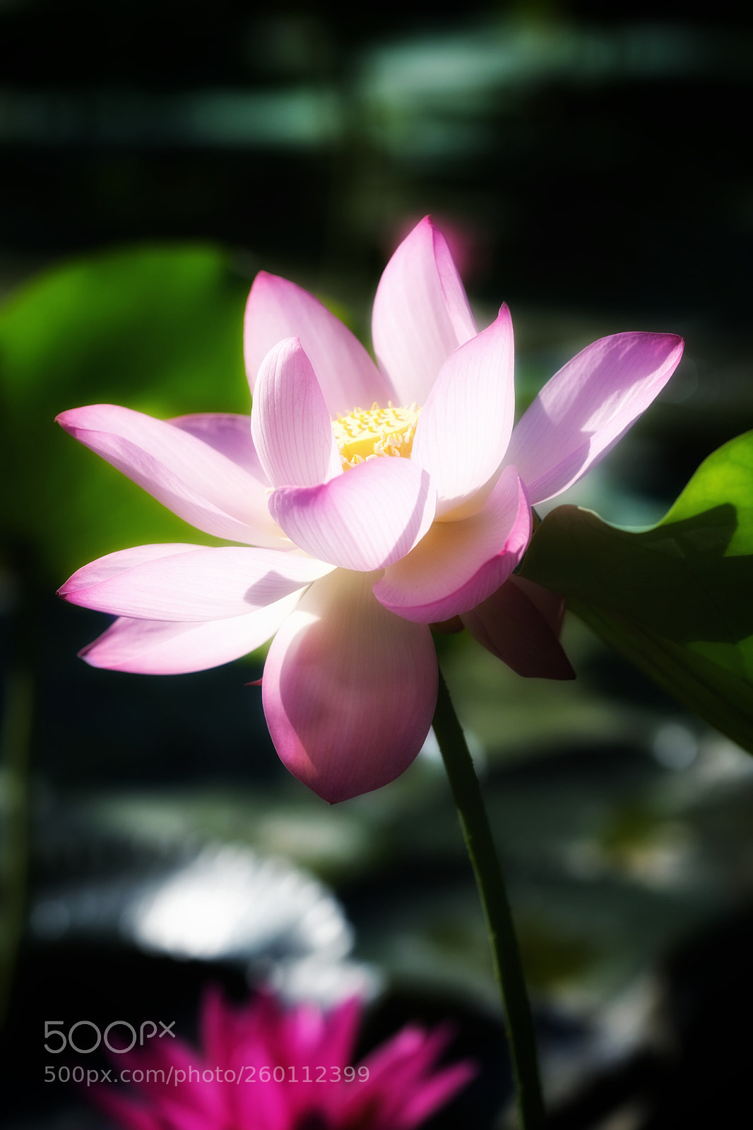 Fujifilm X-H1 sample photo. Lotus photography