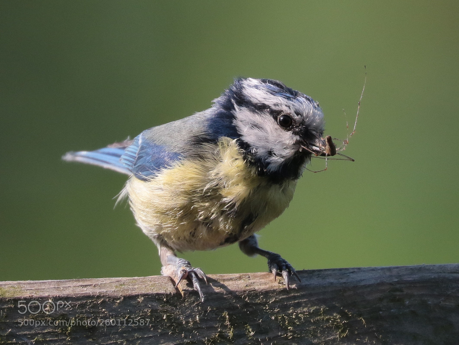 Canon EOS 7D Mark II sample photo. Blue tit photography
