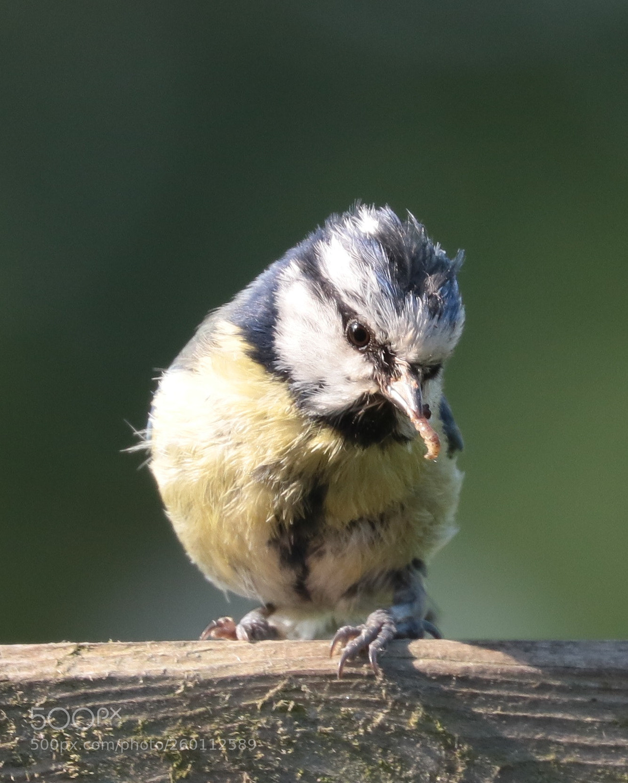 Canon EOS 7D Mark II sample photo. Blue tit photography