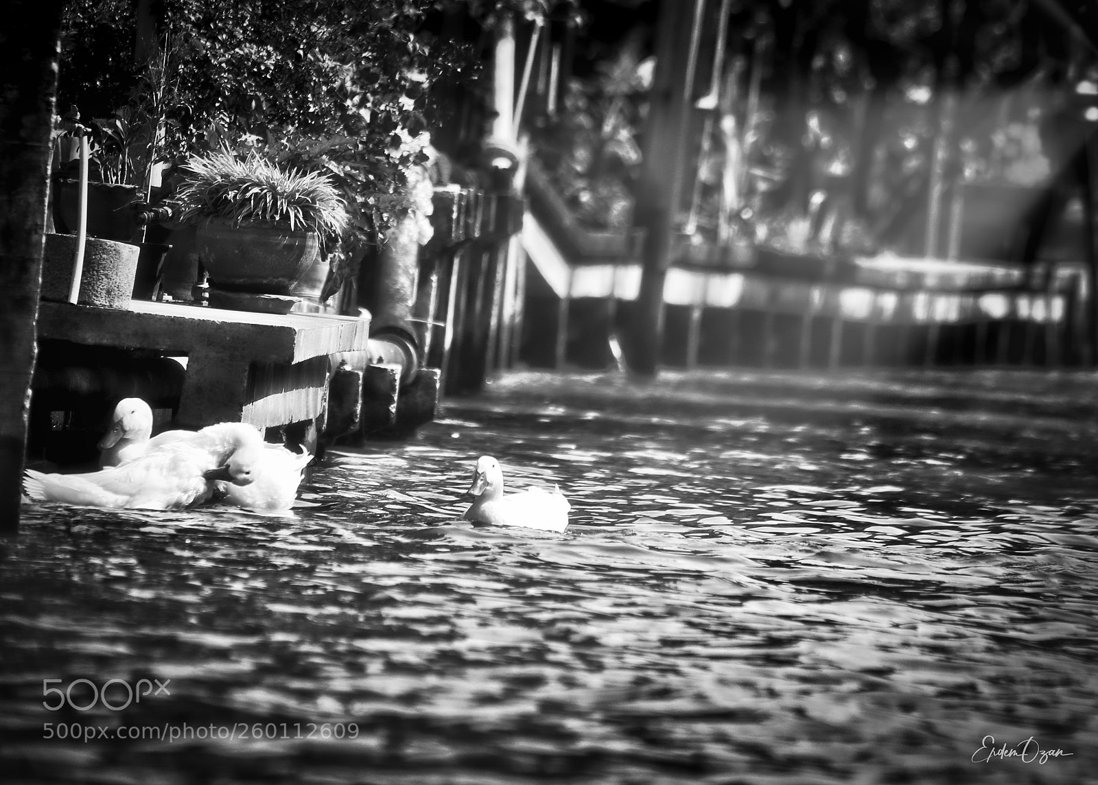 Canon EOS 7D Mark II sample photo. Triples photography