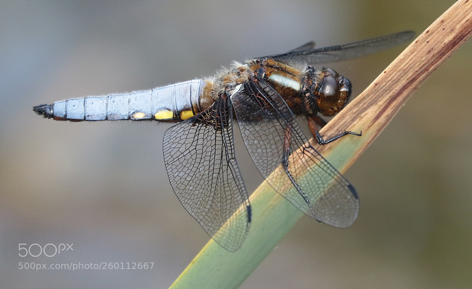 Canon EOS 7D Mark II sample photo. Male broad bodied chaser photography
