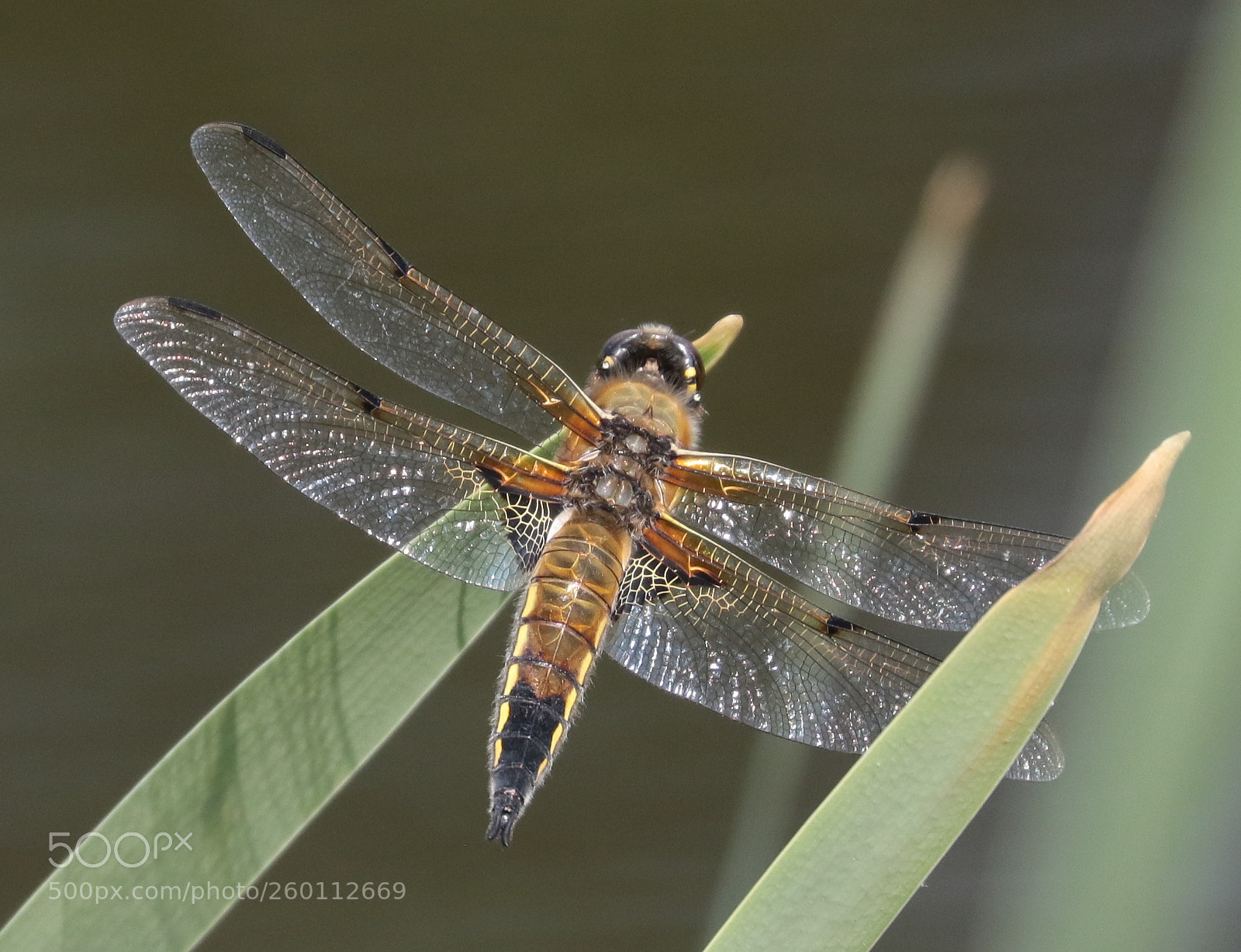 Canon EOS 7D Mark II sample photo. Broad bodied chaser photography