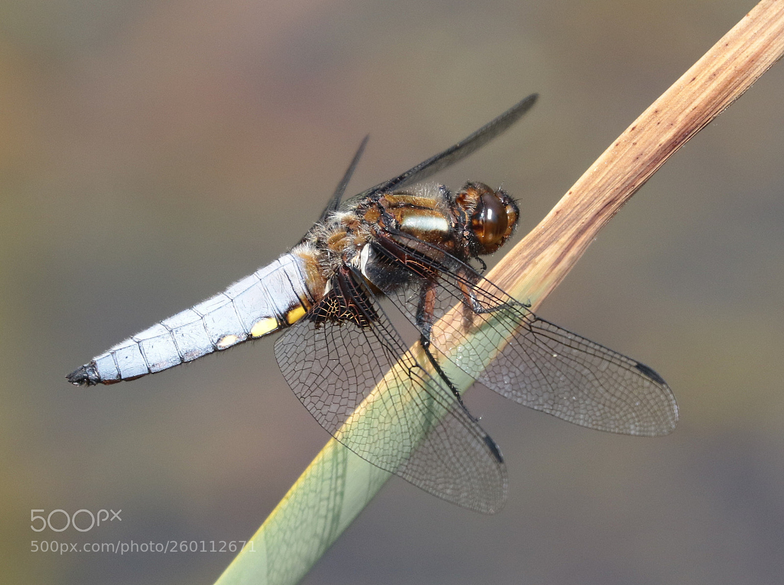 Canon EOS 7D Mark II sample photo. Male broad bodied chaser photography