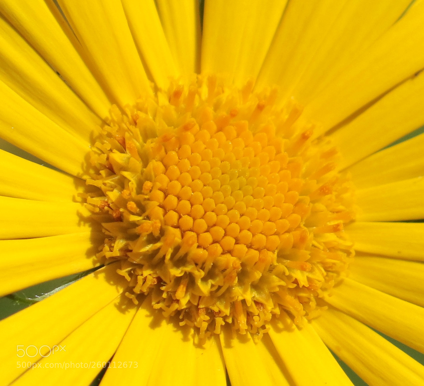 Canon EOS 7D Mark II sample photo. Yelllow flower photography