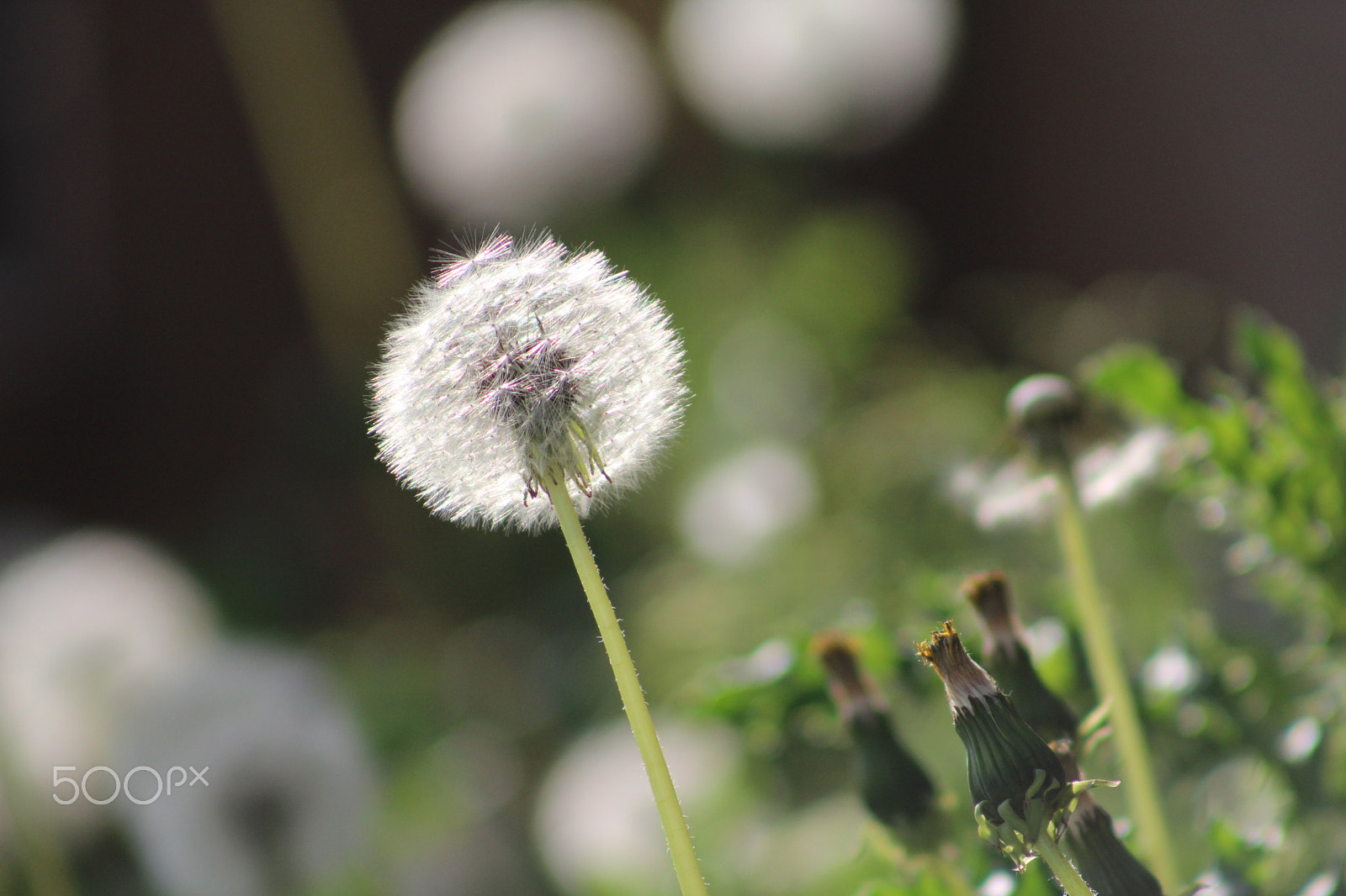 Canon EF 75-300mm f/4-5.6 USM sample photo. Dandelion photography