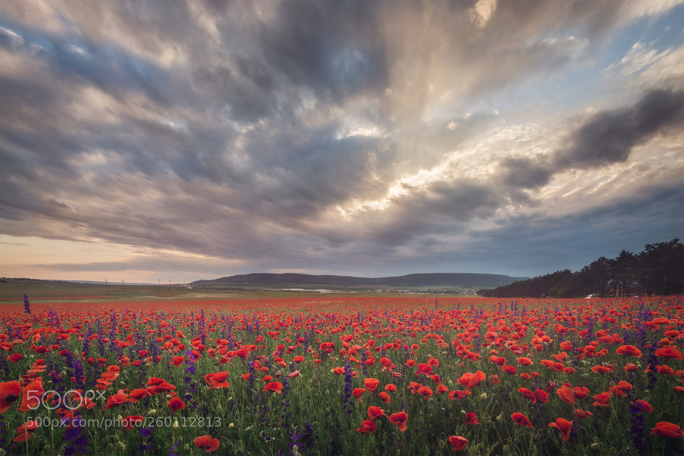 Nikon D800 sample photo. Poppy madness photography