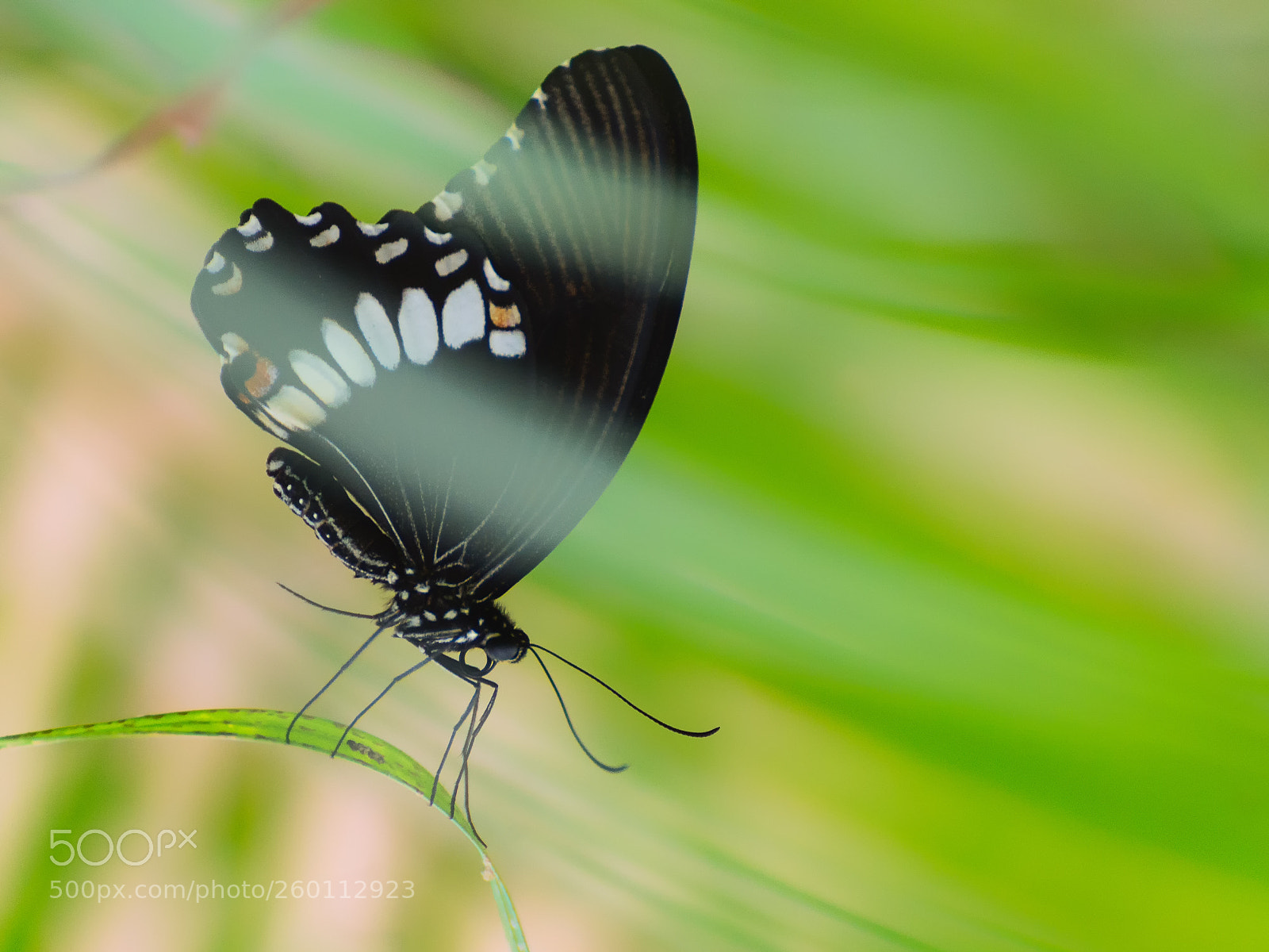 Nikon D610 sample photo. Czarny motyl photography