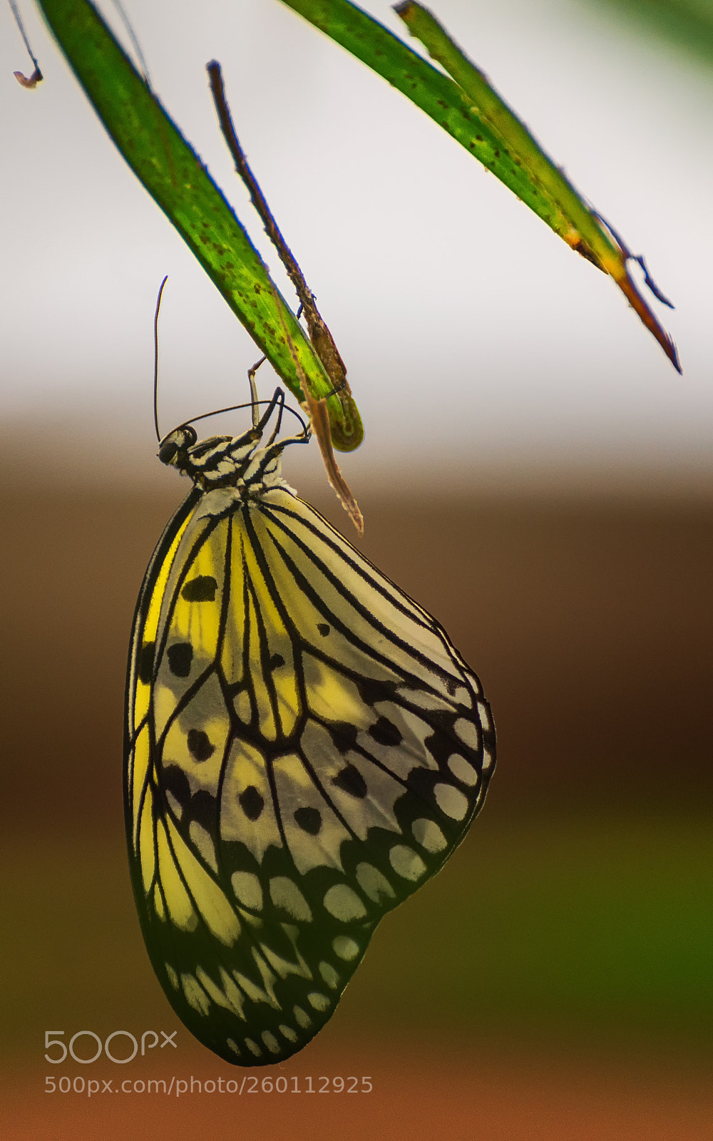 Nikon D610 sample photo. Żółty motyl photography