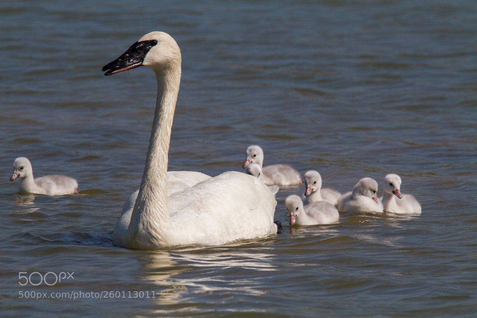 Canon EOS 7D sample photo. Trumpeter swan and cygnets photography