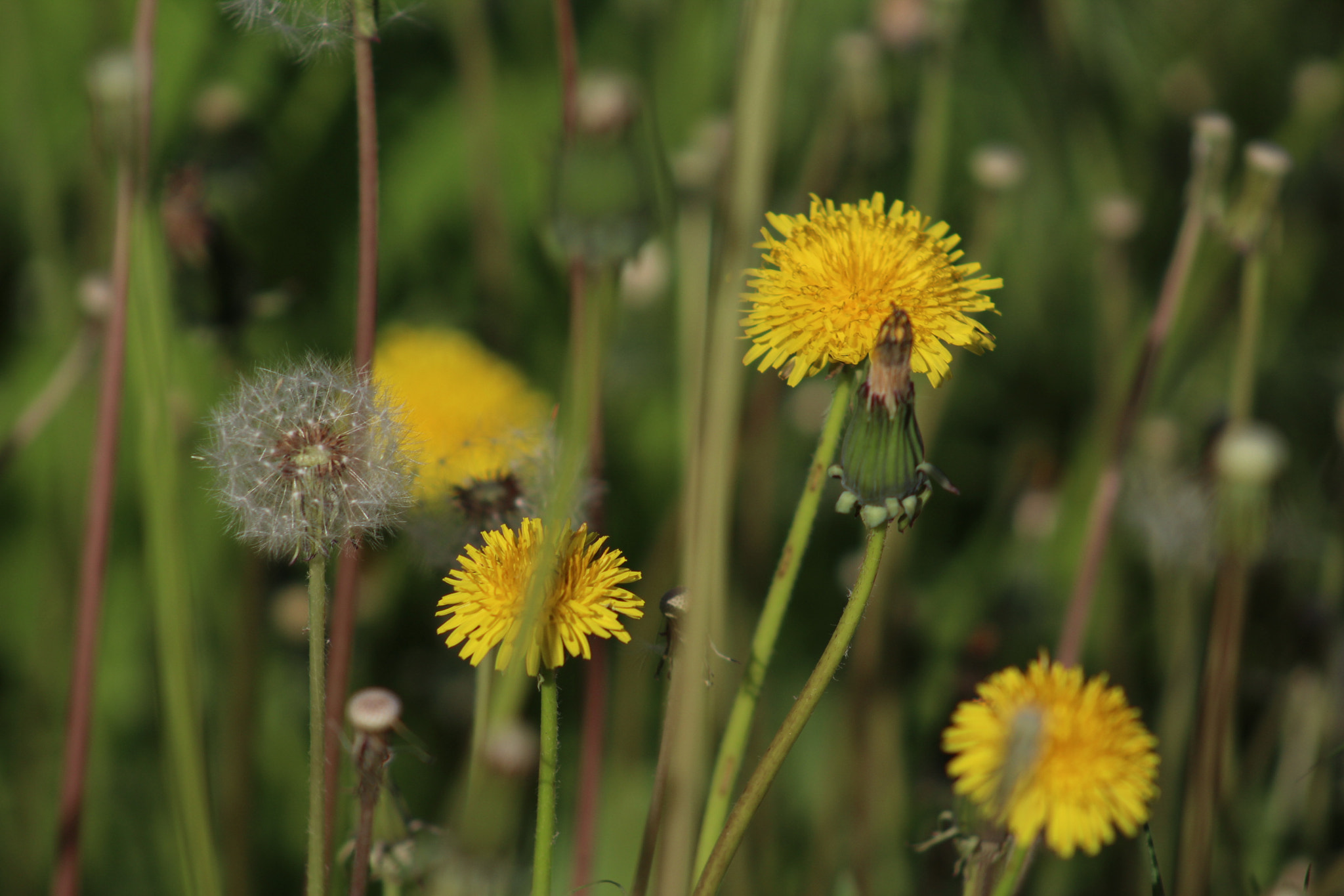 Canon EF 75-300mm f/4-5.6 USM sample photo. Img photography