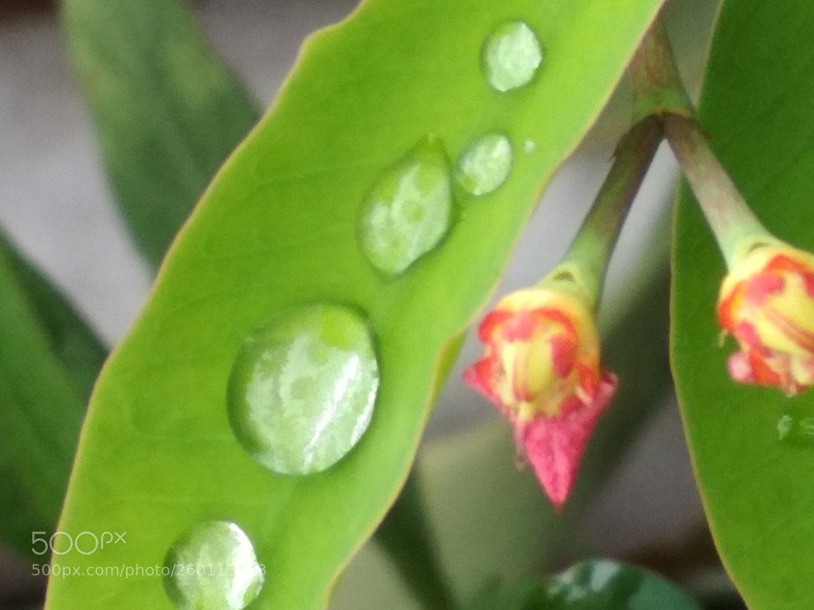 Xiaomi Redmi 4X sample photo. Untitled photography