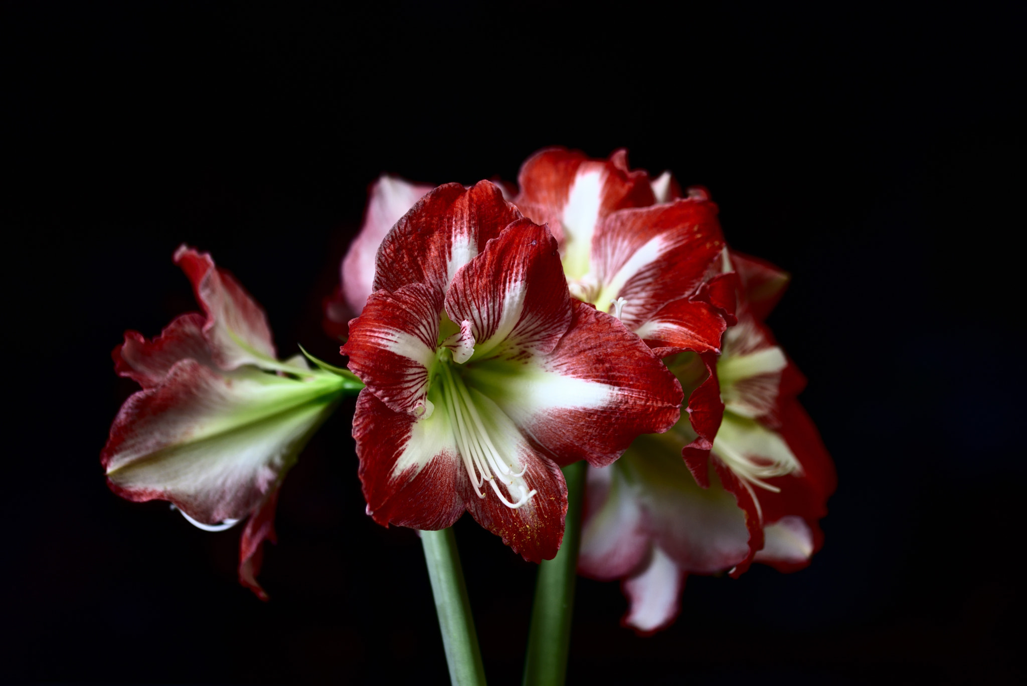 Sigma 105mm F2.8 EX DG OS HSM sample photo. アマリリス photography