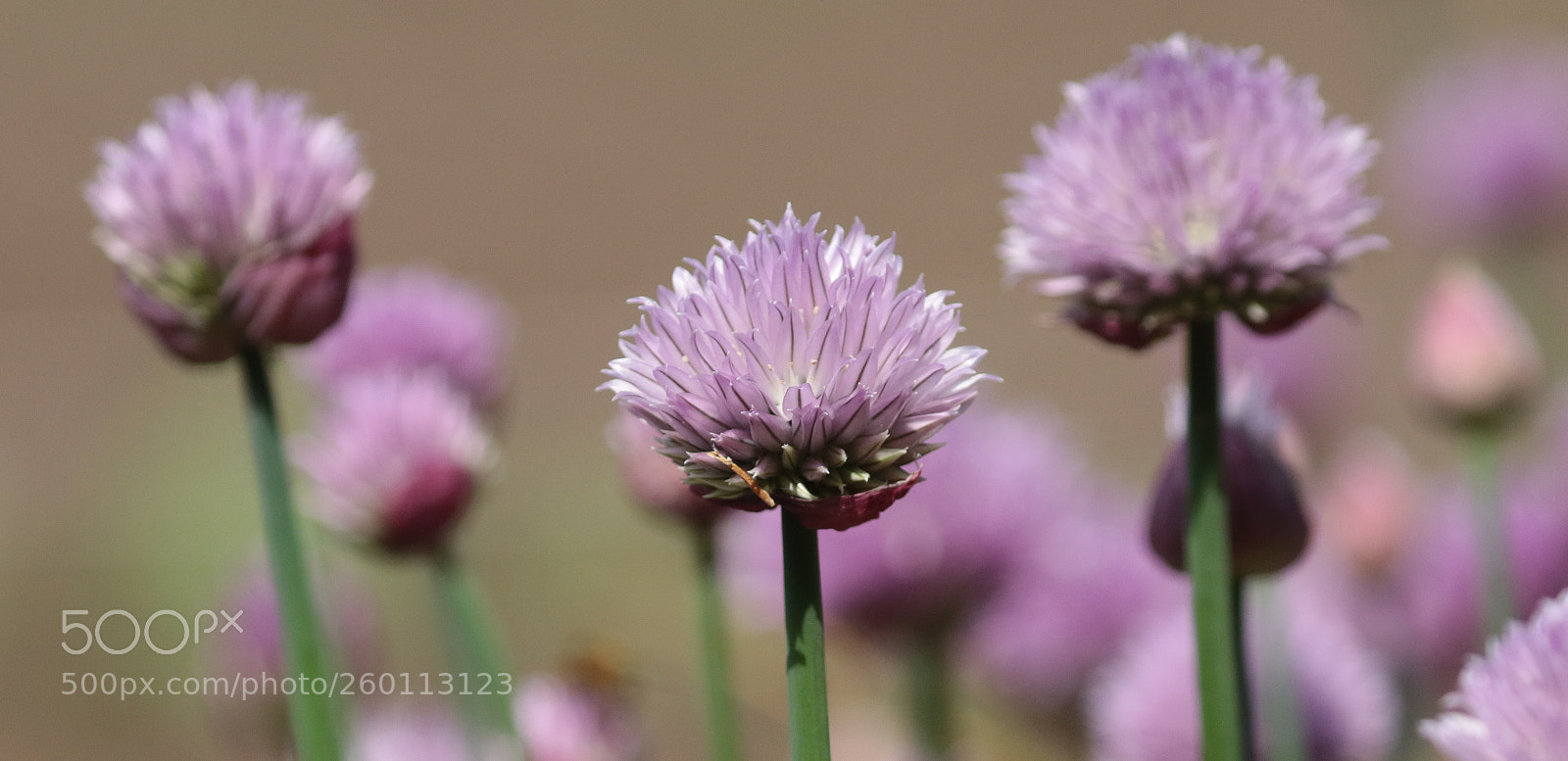 Canon EOS 7D Mark II sample photo. Chives photography
