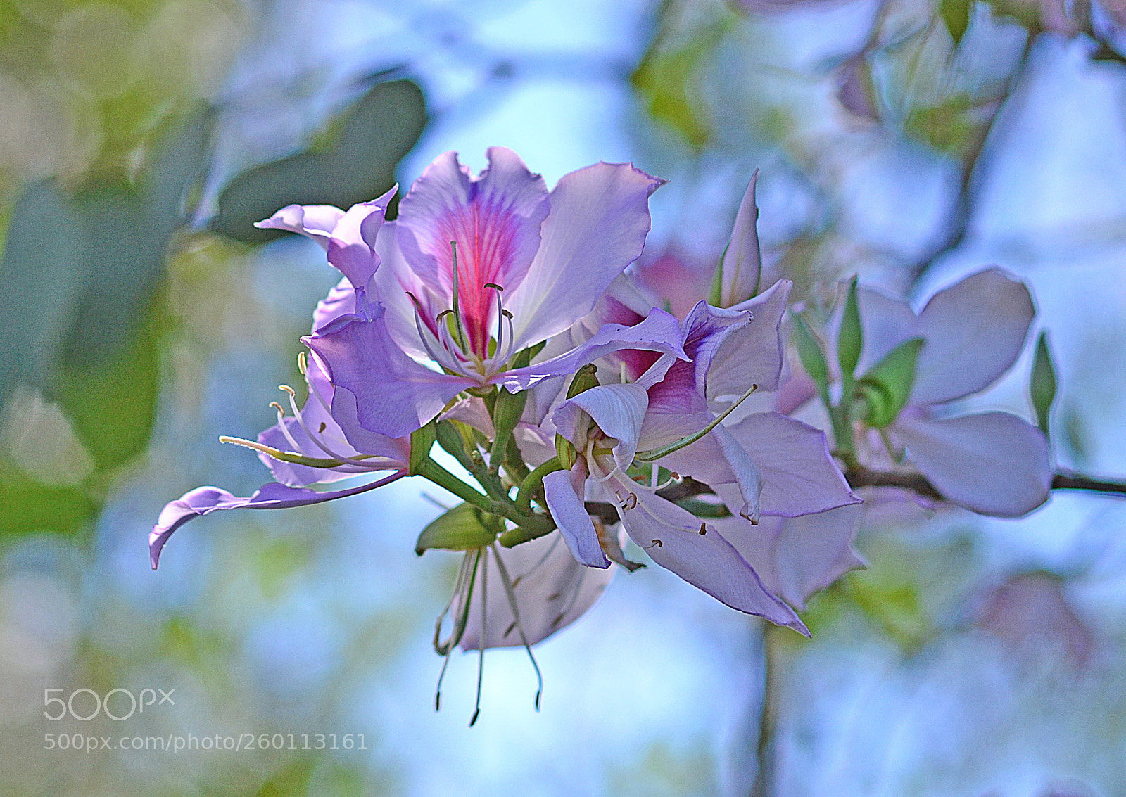 Nikon D3100 sample photo. Pink flower photography