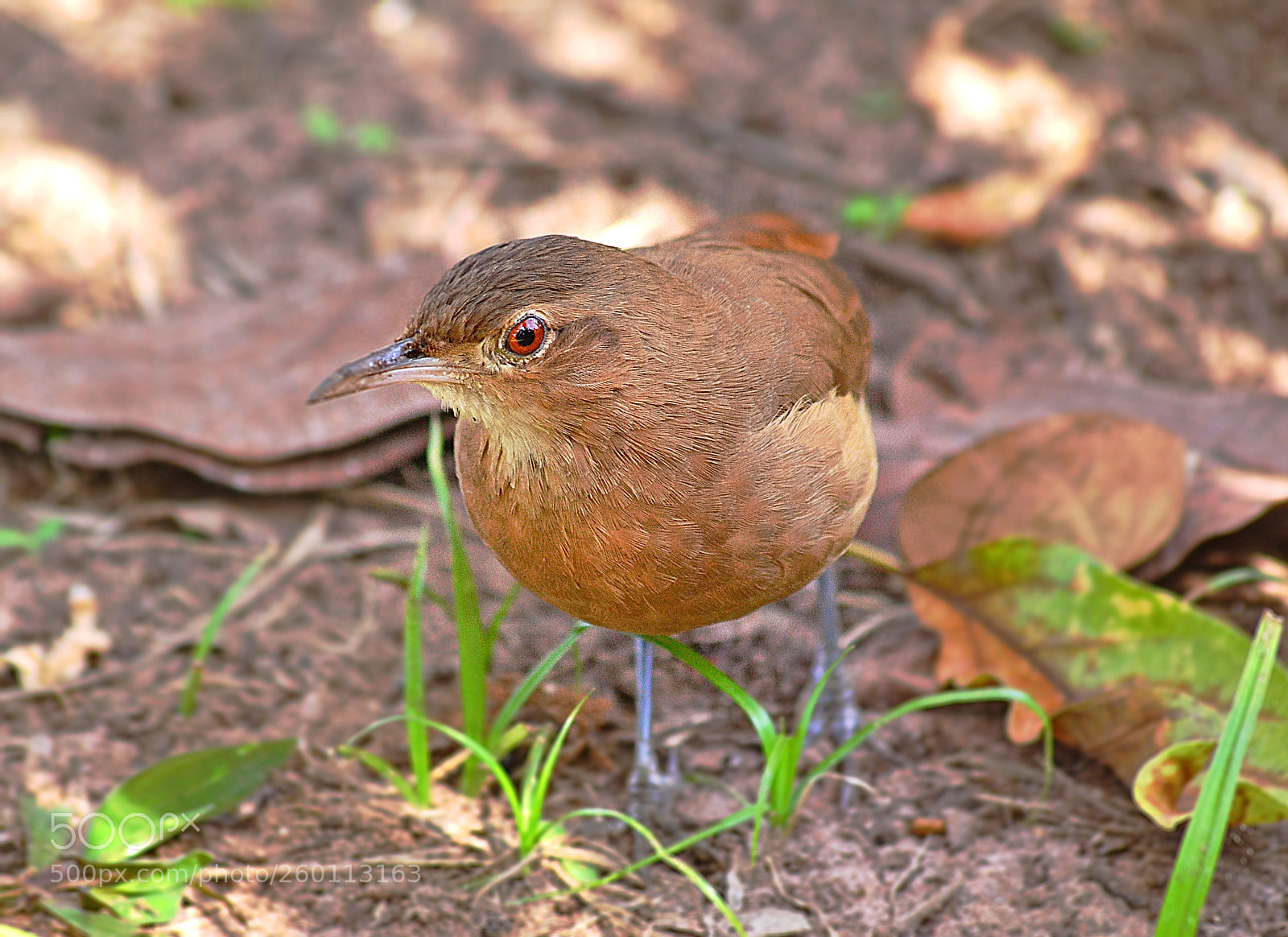 Nikon D3100 sample photo. Bird 1 photography