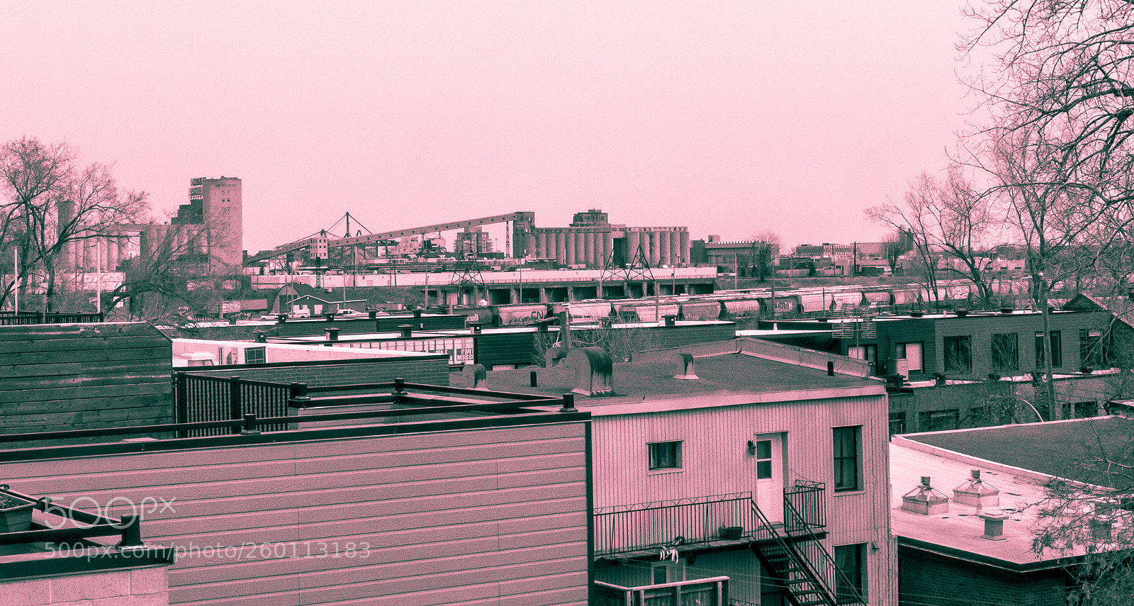 Panasonic Lumix DMC-LX100 sample photo. Lux en rose photography
