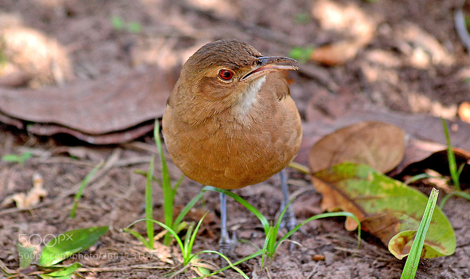 Nikon D3100 sample photo. Bird 2 photography