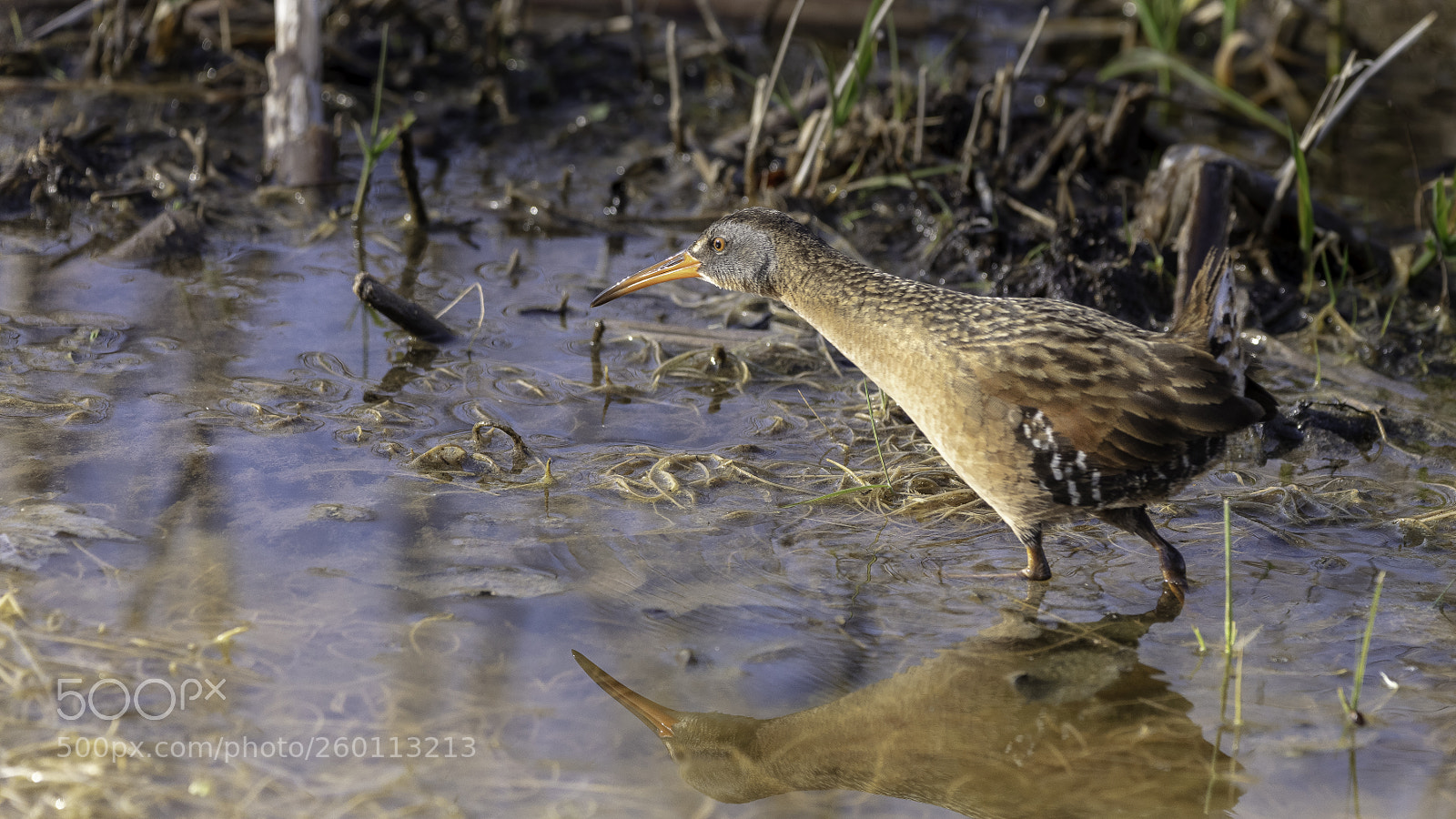 Canon EOS 5DS sample photo. Virginia rail photography