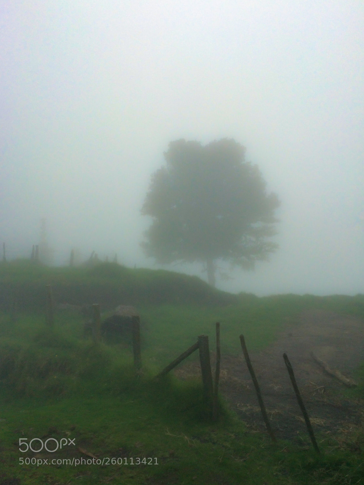 Apple iPhone 5s sample photo. Cloud forest photography