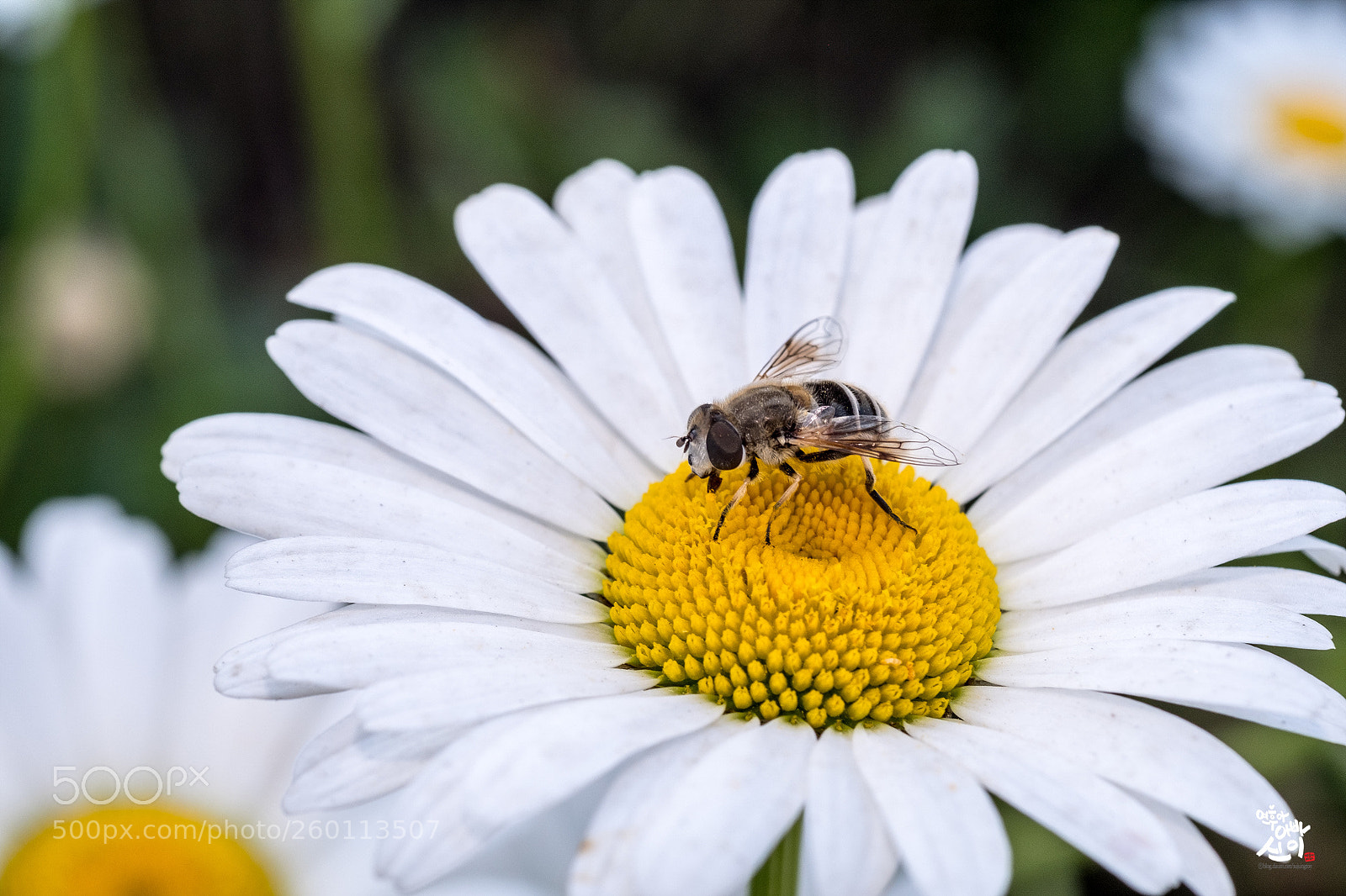 Fujifilm X-T2 sample photo. Bugs life photography
