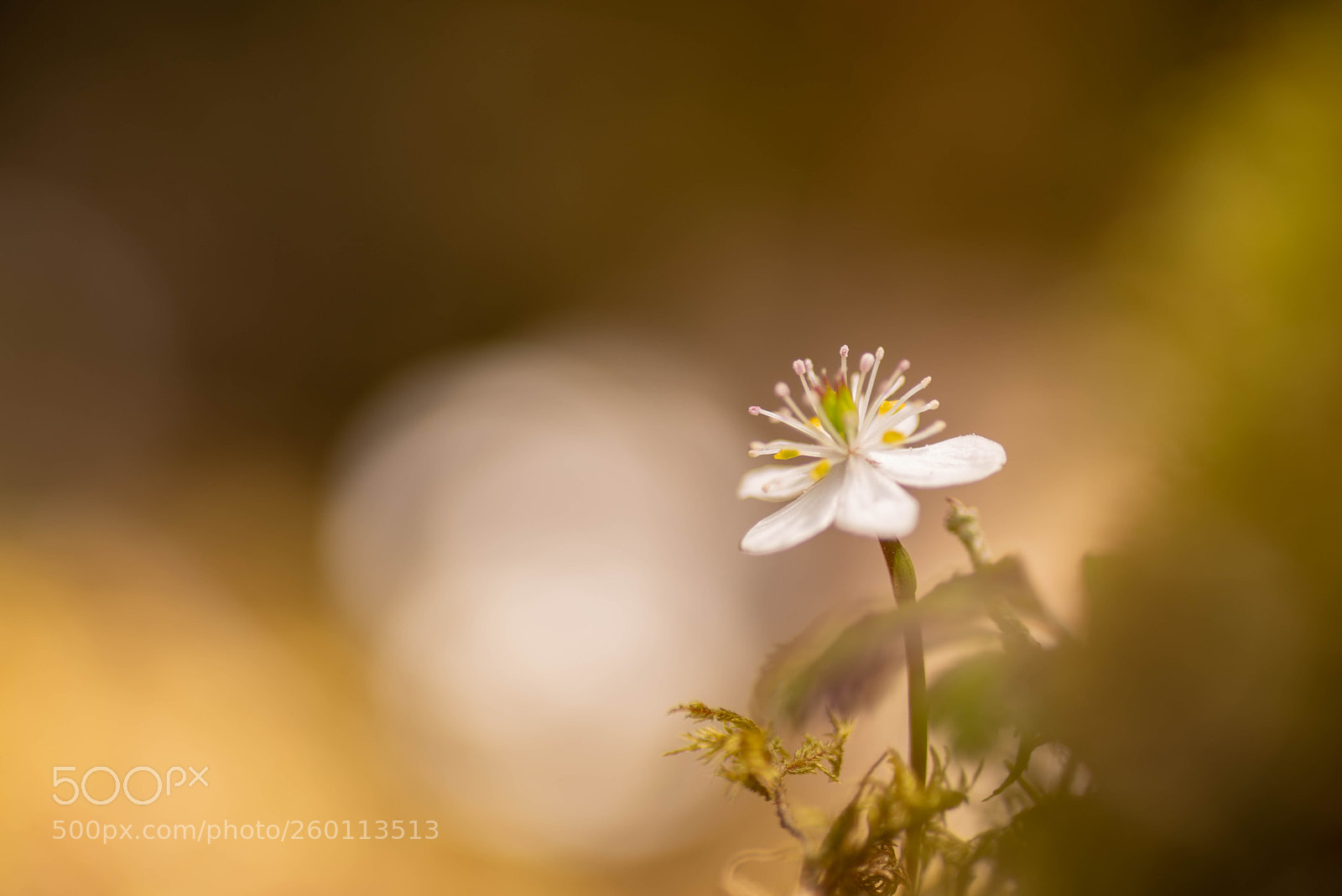 Pentax K-1 sample photo. Spring sprit photography