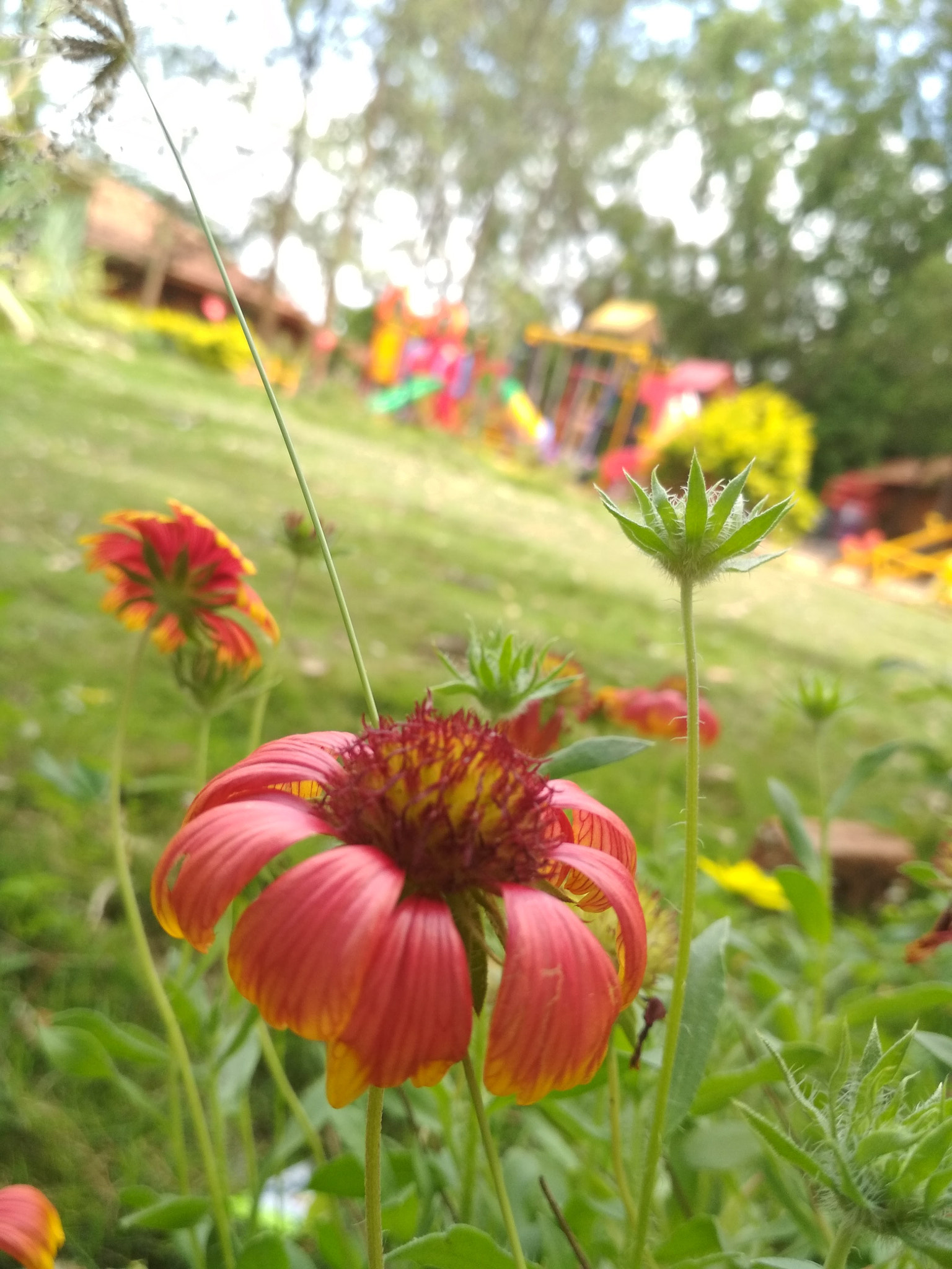 Xiaomi Redmi 4 Pro sample photo