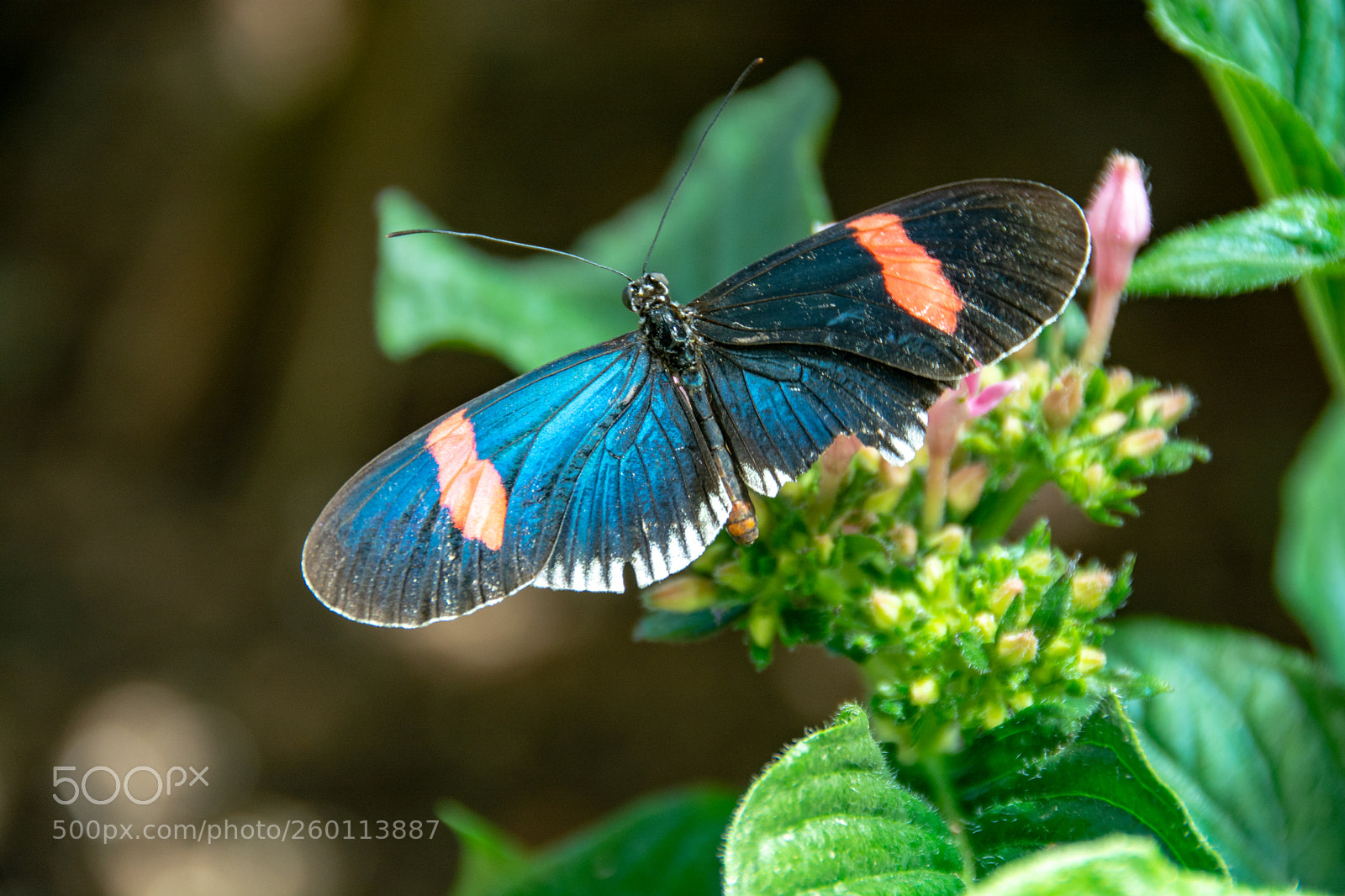 Nikon D7100 sample photo. Small black postman butterfly photography
