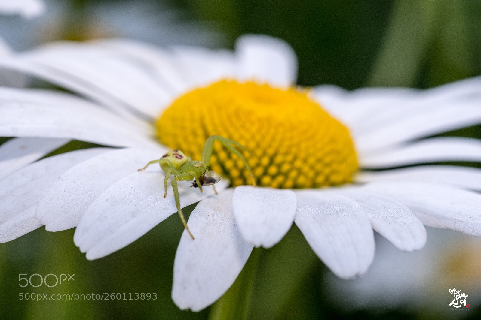 Fujifilm X-T2 sample photo. Hunting photography