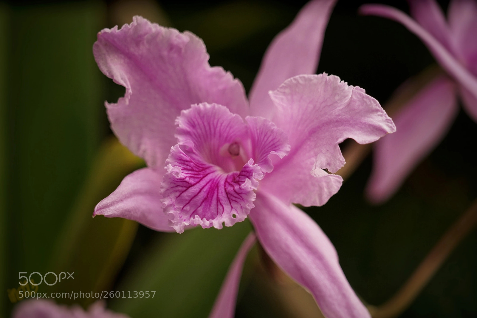 Sony a7 II sample photo. Orchidee in pink photography