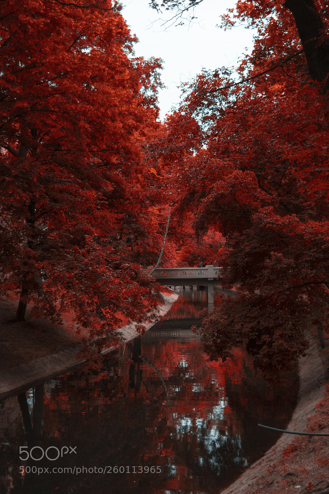 Nikon D5200 sample photo. Red may photography