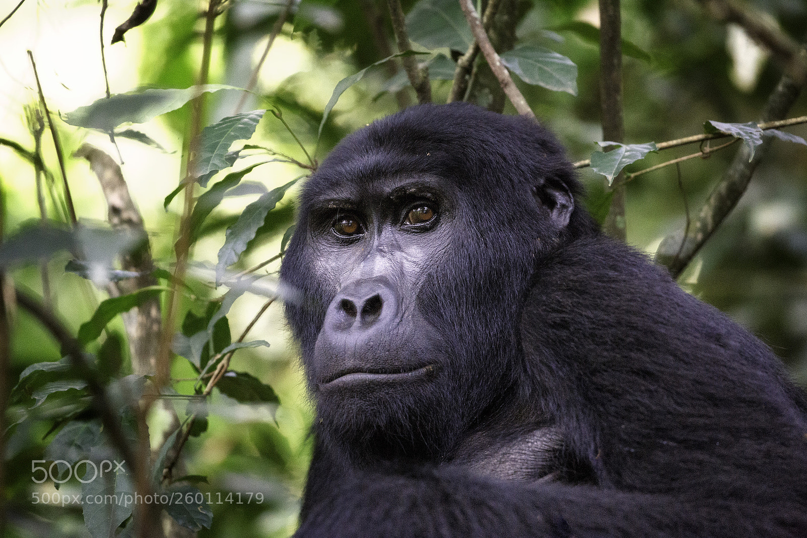 Canon EOS 6D sample photo. What to do with photography
