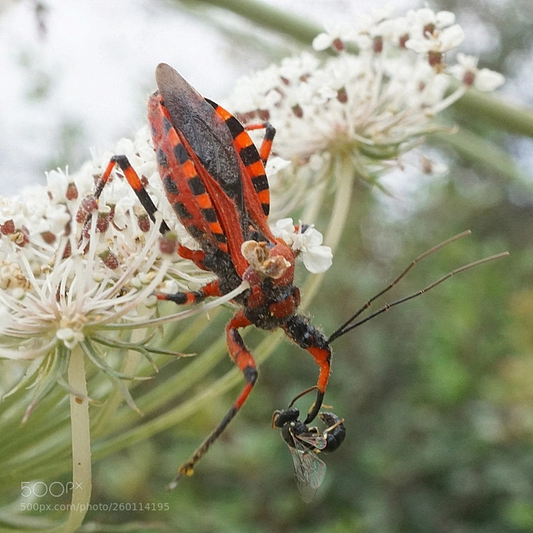 Sony a6000 sample photo. Rhynocoris bipustulatus (fieber, 1861) photography