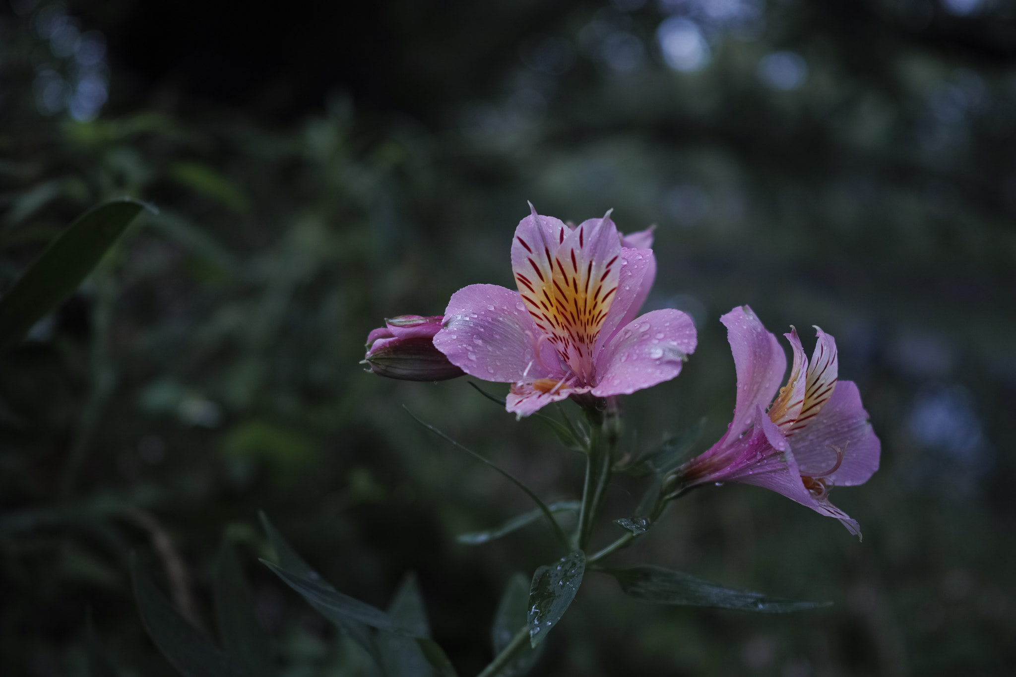 Sigma dp2 Quattro sample photo
