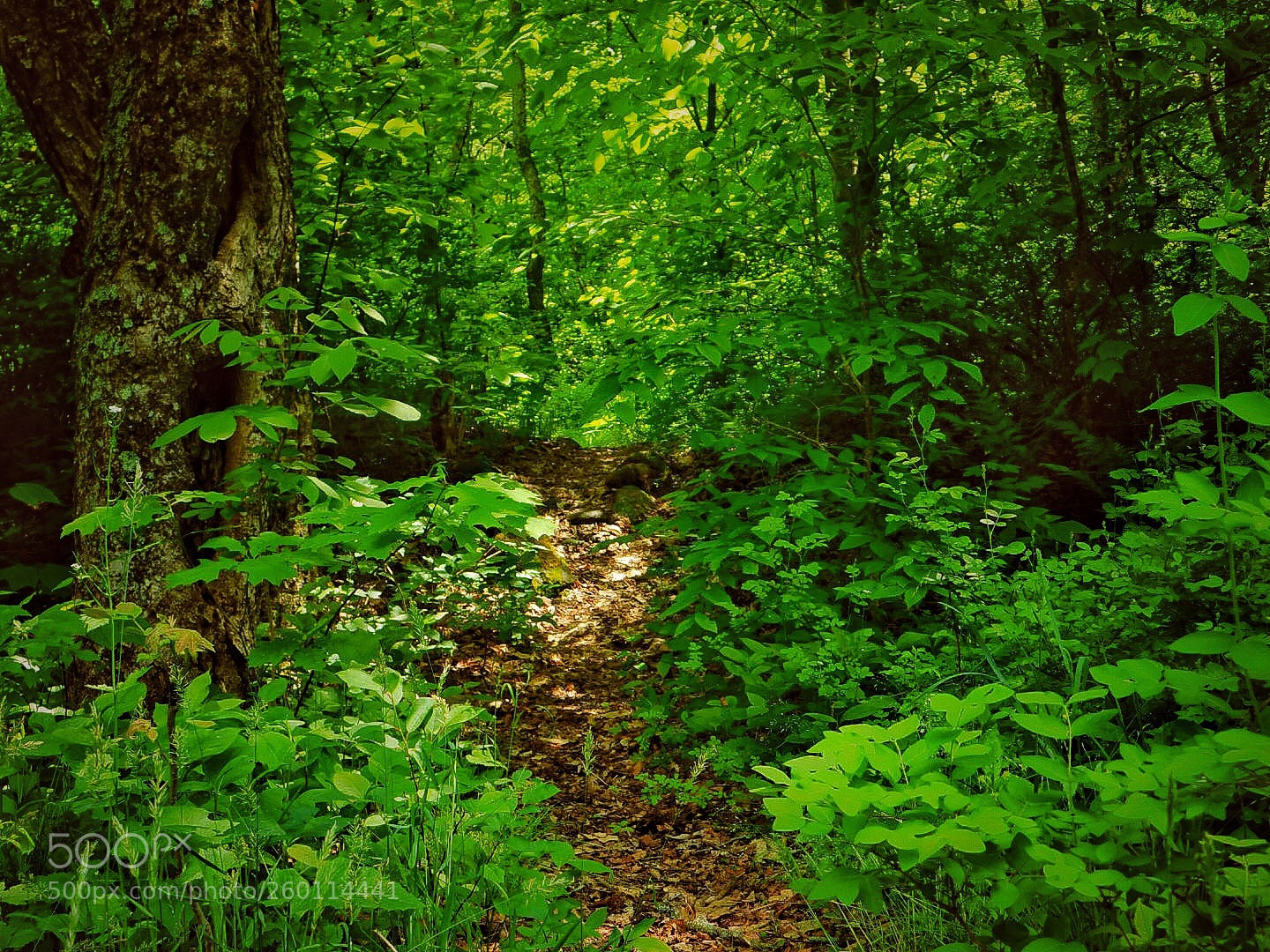 Nikon Coolpix B500 sample photo. Follow the path photography