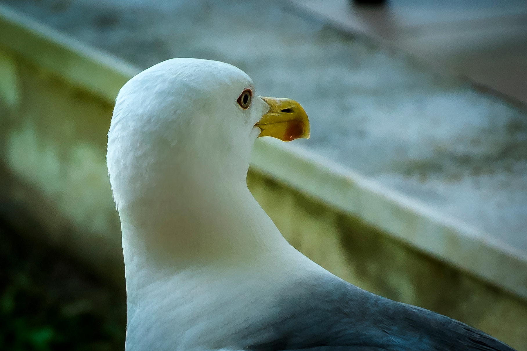 Fujifilm X-M1 sample photo. Il gabbiano di casa. photography