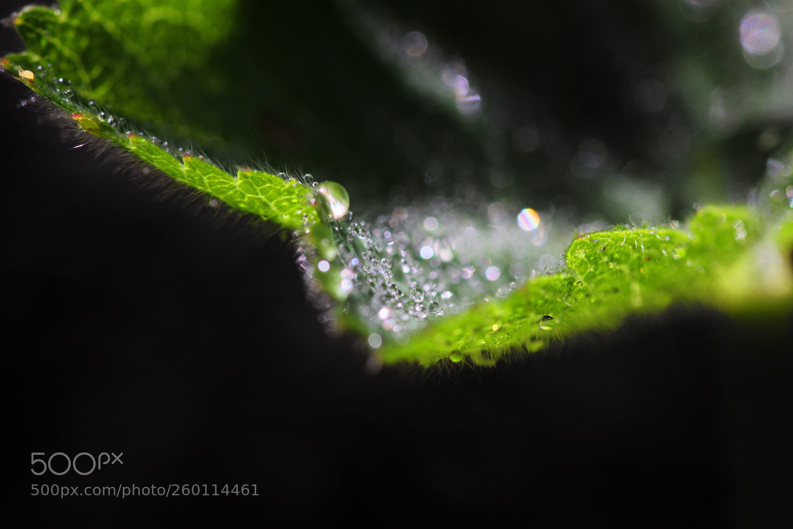 Canon EOS 50D sample photo. Hidden photography