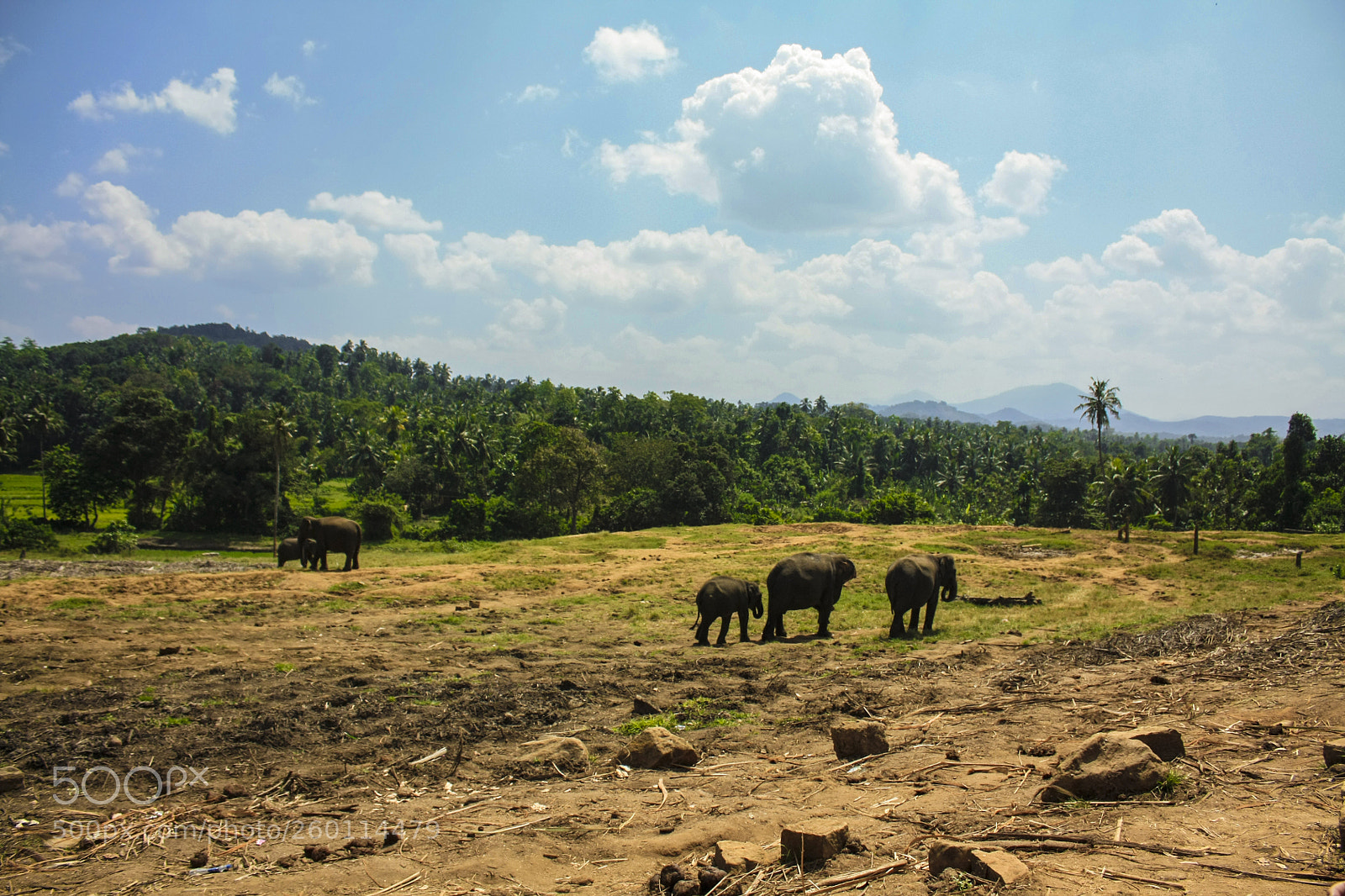 Canon EOS 450D (EOS Rebel XSi / EOS Kiss X2) sample photo. Elephants photography