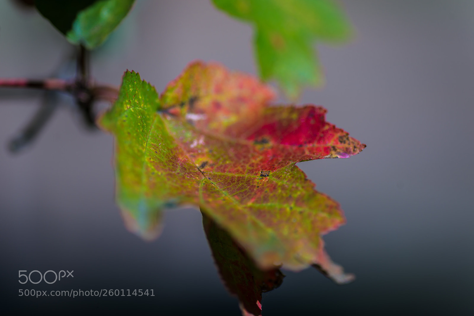 Nikon D800 sample photo. Fall photography