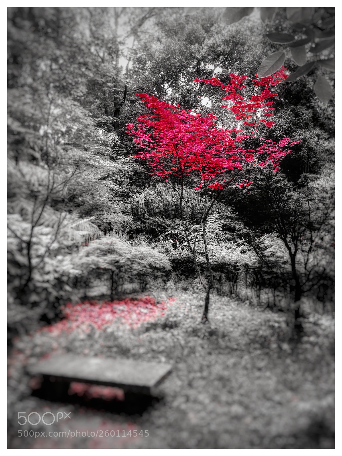 LG G6 sample photo. Red spot photography