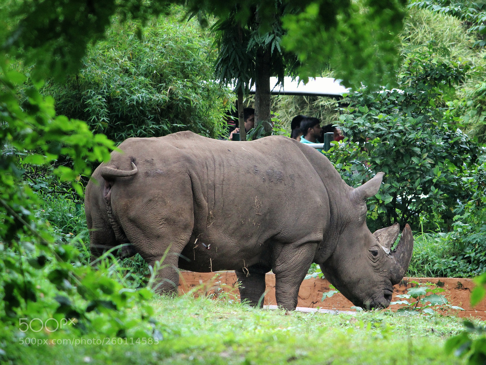 Canon EOS 600D (Rebel EOS T3i / EOS Kiss X5) sample photo. Rhino photography